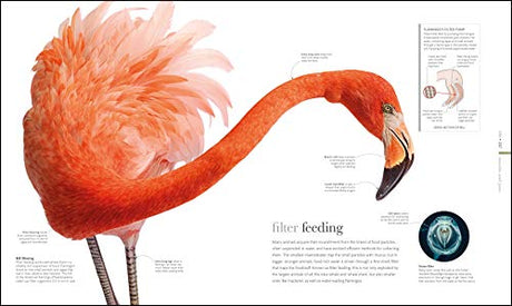 The Science of Animals - Retail Maharaj