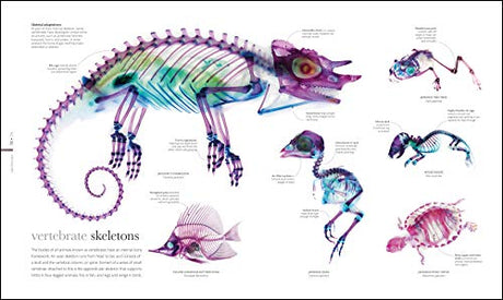 The Science of Animals - Retail Maharaj