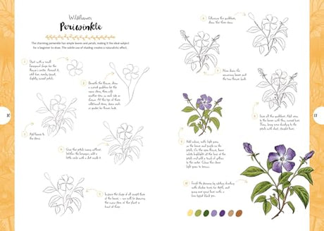 Botanicals: Draw over 50 Plants in 10 Easy Steps (10 Step Drawing) - Retail Maharaj