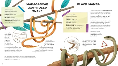 The Amazing Catalog of Weirdest Reptiles - Retail Maharaj