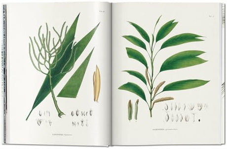 Martius. The Book of Palms - Retail Maharaj