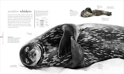 The Science of the Ocean: The Secrets of the Seas Revealed - Retail Maharaj