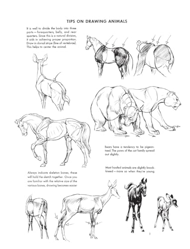 The Art of Animal Drawing: Construction, Action Analysis, Caricature - Retail Maharaj