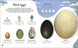 Nature's Treasures: Tales Of More Than 100 Extraordinary Objects From Nature - Retail Maharaj