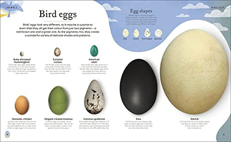 Nature's Treasures: Tales Of More Than 100 Extraordinary Objects From Nature - Retail Maharaj