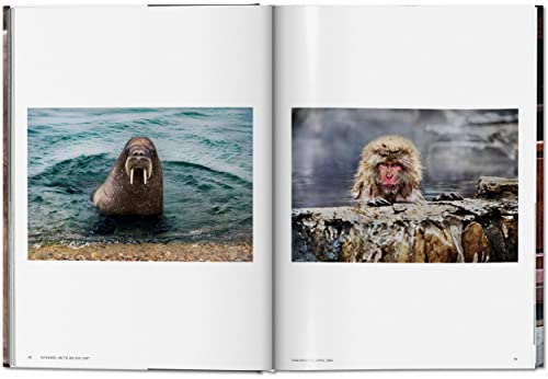 Steve McCurry. Animals - Retail Maharaj