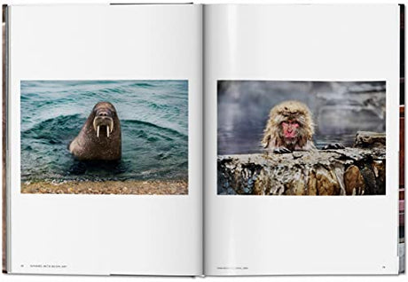 Steve McCurry. Animals - Retail Maharaj