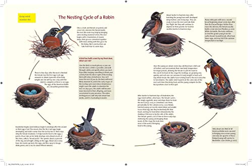 What It's Like to Be a Bird: From Flying to Nesting, Eating to Singing--What Birds Are Doing, and Why - Retail Maharaj
