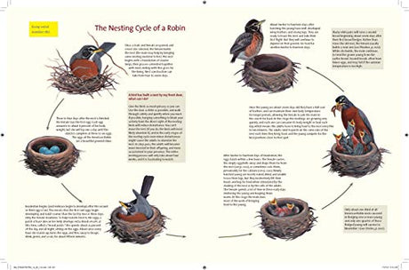 What It's Like to Be a Bird: From Flying to Nesting, Eating to Singing--What Birds Are Doing, and Why - Retail Maharaj