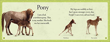 See How They Grow Pets - Retail Maharaj