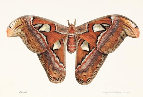 Sensational Butterflies - Retail Maharaj