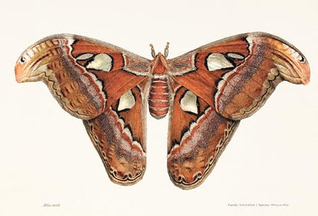 Sensational Butterflies - Retail Maharaj