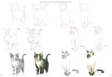 How to Draw: Kittens - Retail Maharaj
