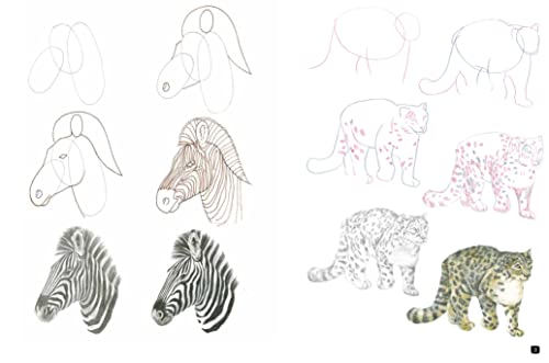 Draw 100: Animals - Retail Maharaj