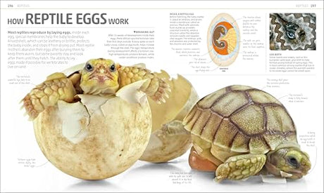 Explanatorium of Nature: Where the Wonders of the World are Revealed - Retail Maharaj