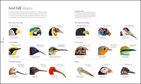 The Science of Animals - Retail Maharaj