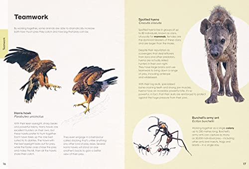 Ben Rothery's Deadly and Dangerous Animals - Retail Maharaj