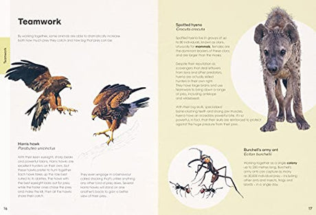 Ben Rothery's Deadly and Dangerous Animals - Retail Maharaj