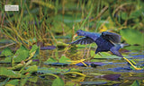 Bird: The Definitive Visual Guide - Retail Maharaj