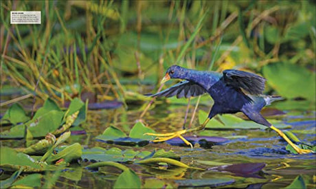Bird: The Definitive Visual Guide - Retail Maharaj