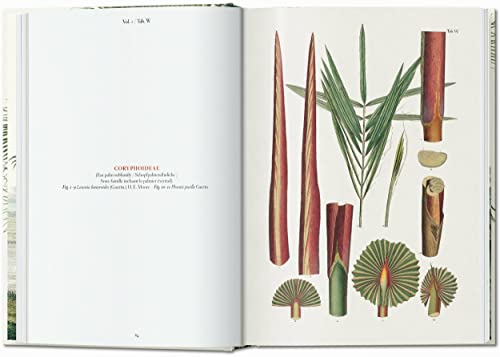 Martius. The Book of Palms. 40th Ed.: Graphic Design & New Typography 1919-1933 - Retail Maharaj