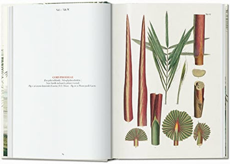 Martius. The Book of Palms. 40th Ed.: Graphic Design & New Typography 1919-1933 - Retail Maharaj