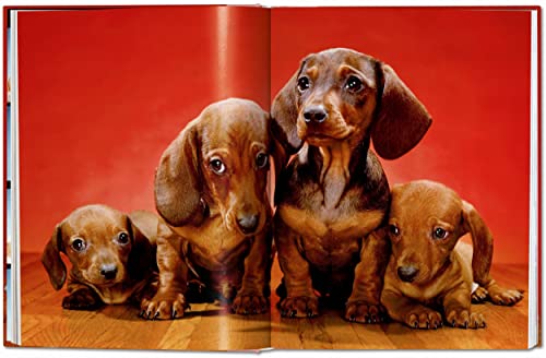 Walter Chandoha. Dogs. Photographs 1941-1991 - Retail Maharaj