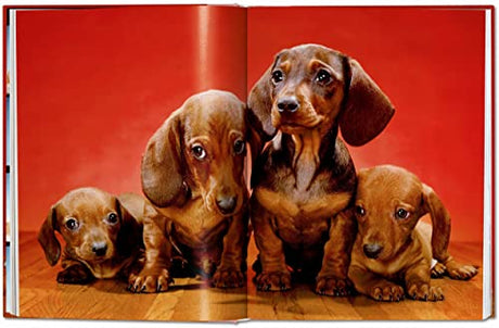 Walter Chandoha. Dogs. Photographs 1941-1991 - Retail Maharaj