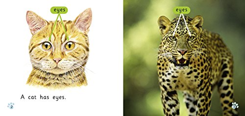 Cats: Band 01b/Pink B (Collins Big Cat) - Retail Maharaj