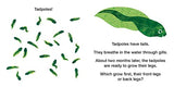 How Does a Tadpole Grow?: Life Cycles with The Very Hungry Caterpillar - Retail Maharaj