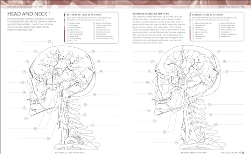 The Human Body Colouring Book: The Ultimate Anatomy Study Guide (DK Human Body Guides) - Retail Maharaj
