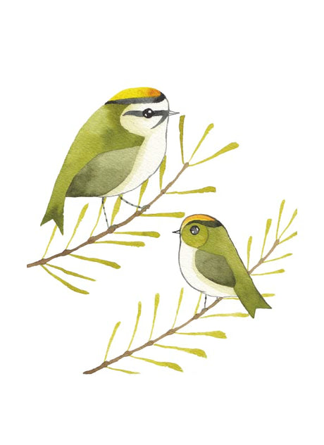 Our Garden Birds: a stunning illustrated guide to the birdlife of the British Isles - Retail Maharaj