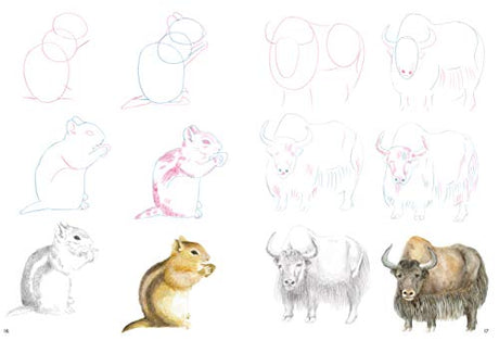 How to Draw: Mountain Animals: In Simple Steps - Retail Maharaj