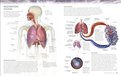 The Human Body Colouring Book: The Ultimate Anatomy Study Guide (DK Human Body Guides) - Retail Maharaj