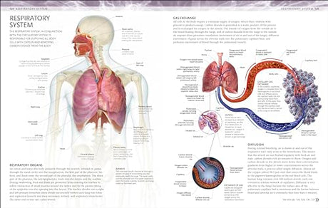 The Human Body Colouring Book: The Ultimate Anatomy Study Guide (DK Human Body Guides) - Retail Maharaj