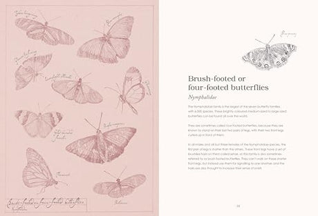 Sensational Butterflies - Retail Maharaj
