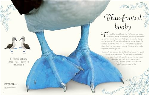 An Anthology of Exquisite Birds - Retail Maharaj