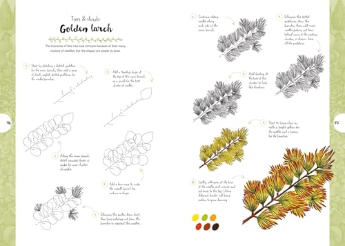 Botanicals: Draw over 50 Plants in 10 Easy Steps (10 Step Drawing) - Retail Maharaj