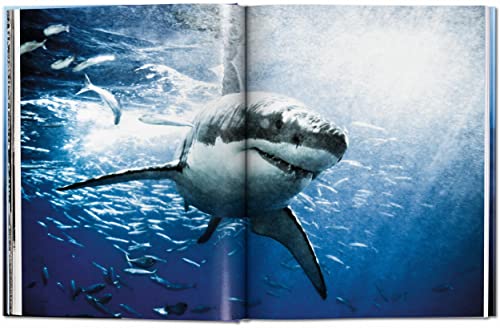 Michael Muller. Sharks - Retail Maharaj