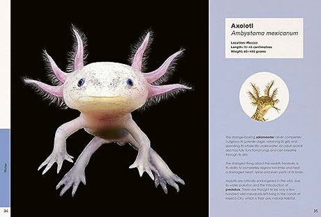 Ben Rothery's Weird and Wonderful Animals - Retail Maharaj