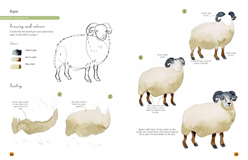Paint 50: Watercolour Animals: From basic shapes to amazing paintings in super-easy steps - Retail Maharaj