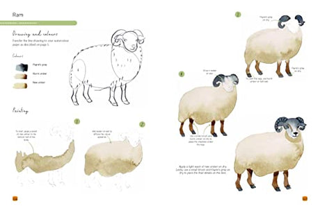 Paint 50: Watercolour Animals: From basic shapes to amazing paintings in super-easy steps - Retail Maharaj