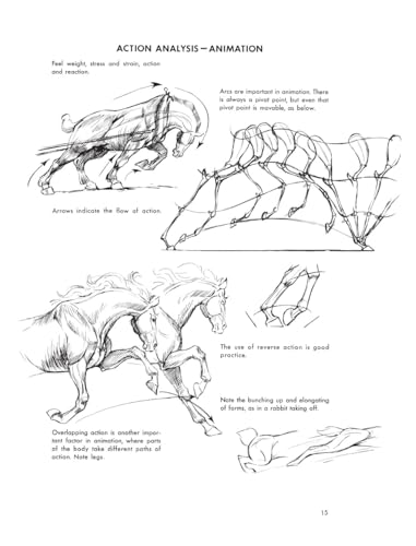 The Art of Animal Drawing: Construction, Action Analysis, Caricature - Retail Maharaj