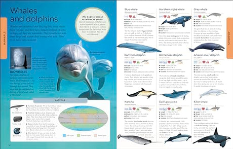 Animals: A Children's Encyclopedia - Retail Maharaj