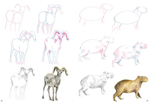 How to Draw: Mountain Animals: In Simple Steps - Retail Maharaj