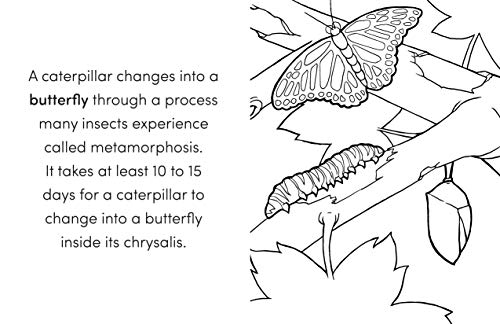 Bug Book for Kids: Coloring Fun and Awesome Facts - Retail Maharaj