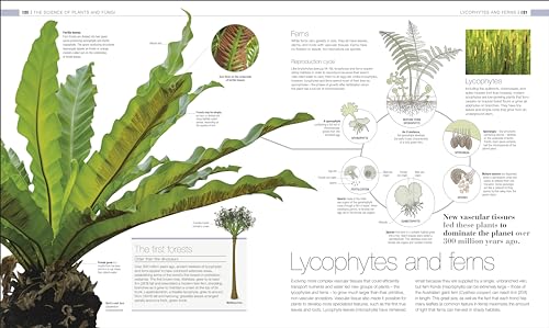 Plants and Fungi: The Definitive Visual Guide - Retail Maharaj