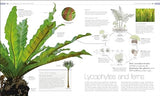 Plants and Fungi: The Definitive Visual Guide - Retail Maharaj