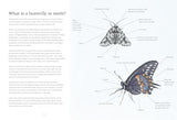 Sensational Butterflies - Retail Maharaj