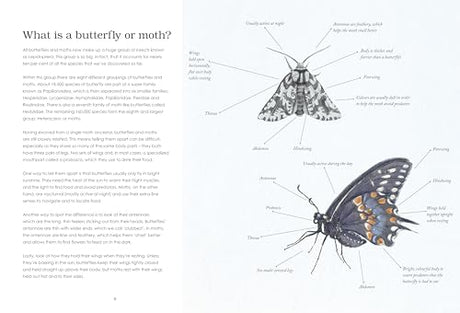 Sensational Butterflies - Retail Maharaj